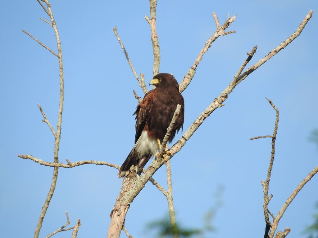 Harris's Hawk, Nola Deffenbaugh