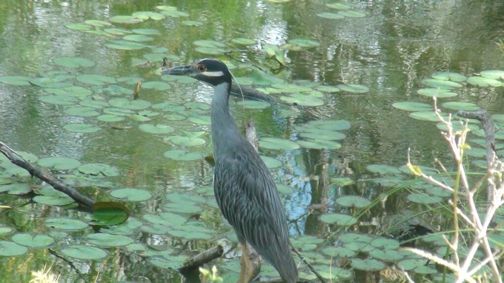 Yellow-crowned Night-Heron