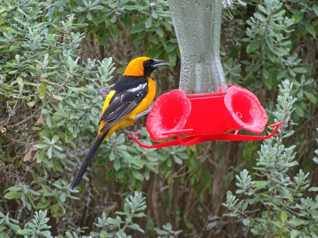 Hooded Oriole, Arroyo Colorado Audubon Society