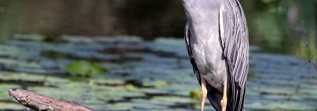 Yellow-crowned Night-Heron, Jaime Flores