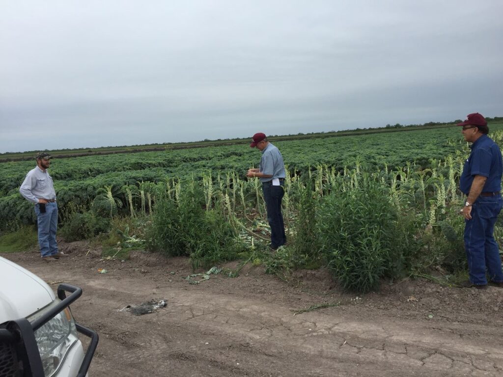 Former Texas A&M AgriLife Extension Agriculture and Natural Resource agents Dr. Enrique Perez and Brad Cowan examine a field of kale along the Rio Grande