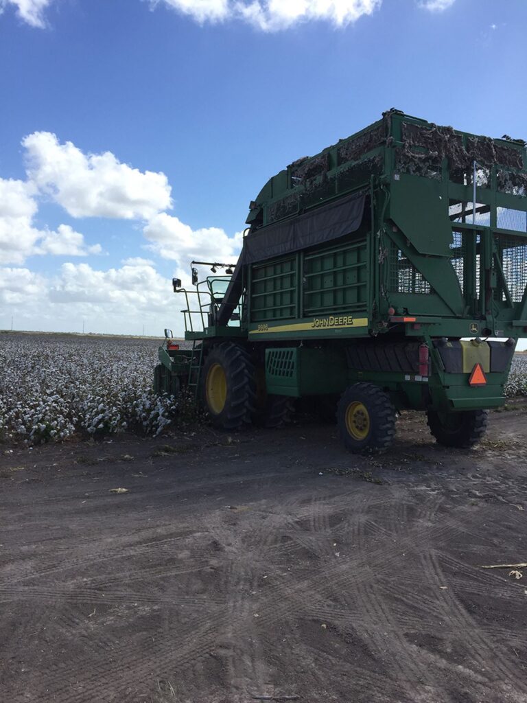 Cotton harvest