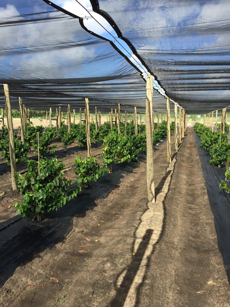 Crop under cloth awning