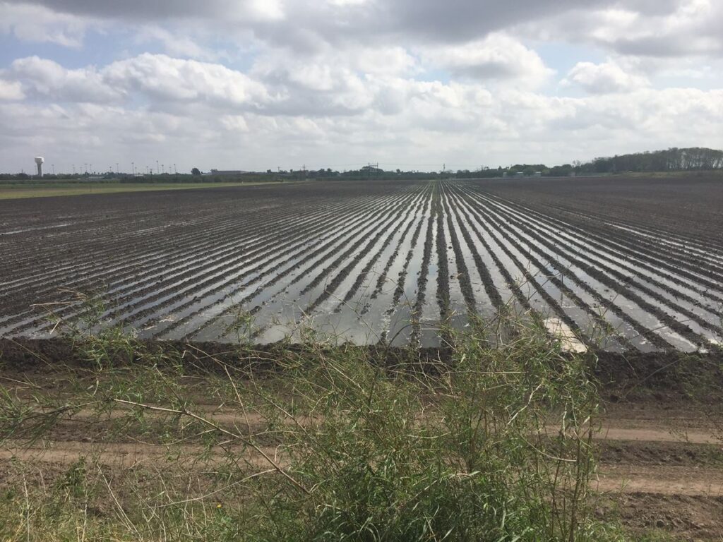 Flooded crop land