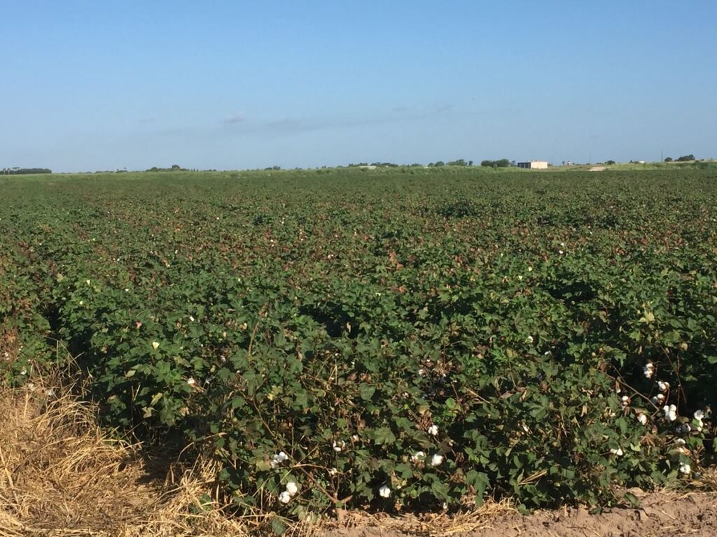 Cotton field