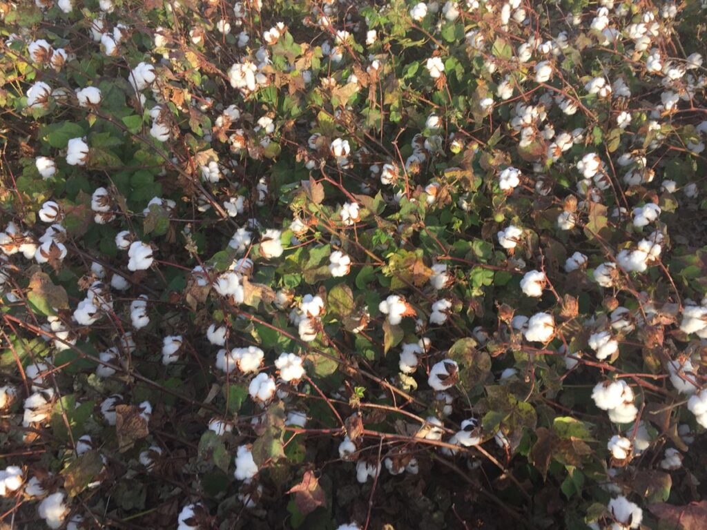Cotton