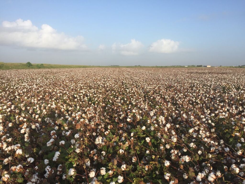 Cotton field