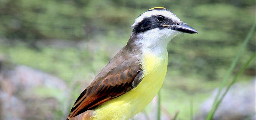 Kiskadee Filtered