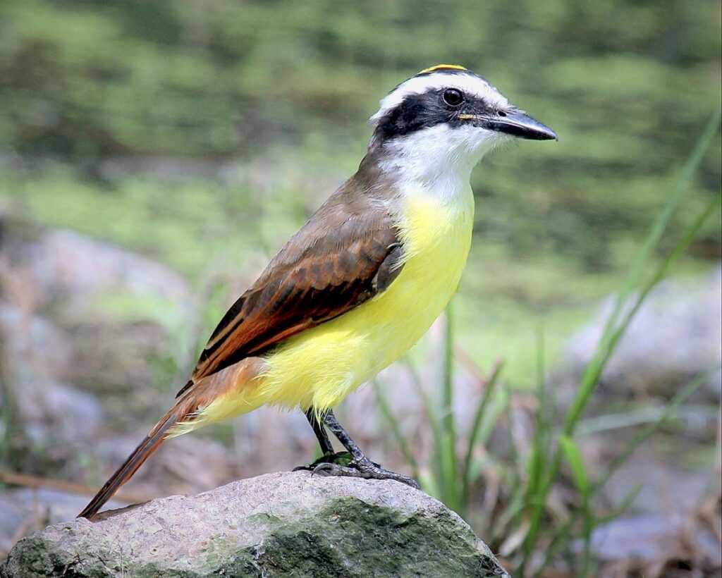 Great Kiskadee, Charles Lorenz