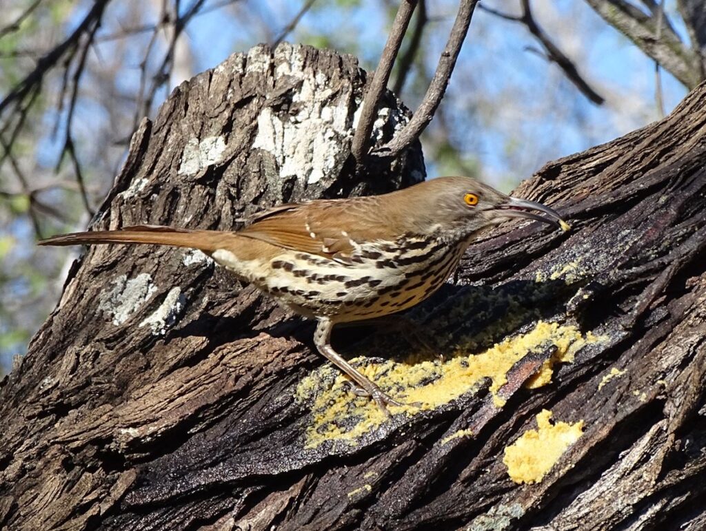 Long Billed Thrasher, Arroyo Colorado Audubon Society
