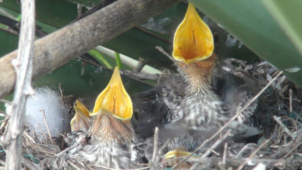 Mockingbird chicks in their nest