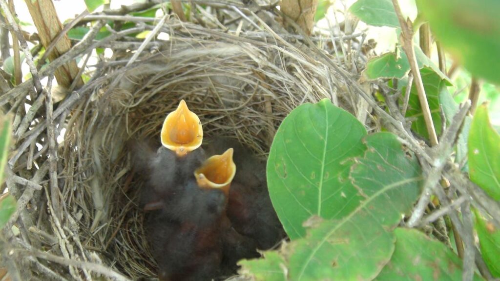 Mockingbird chicks