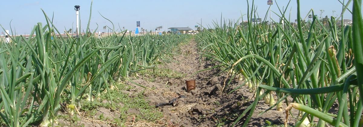 Onions in the Rio Grande Valley
