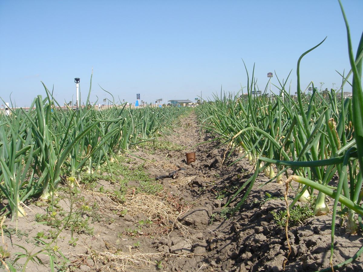 Onions in the Rio Grande Valley