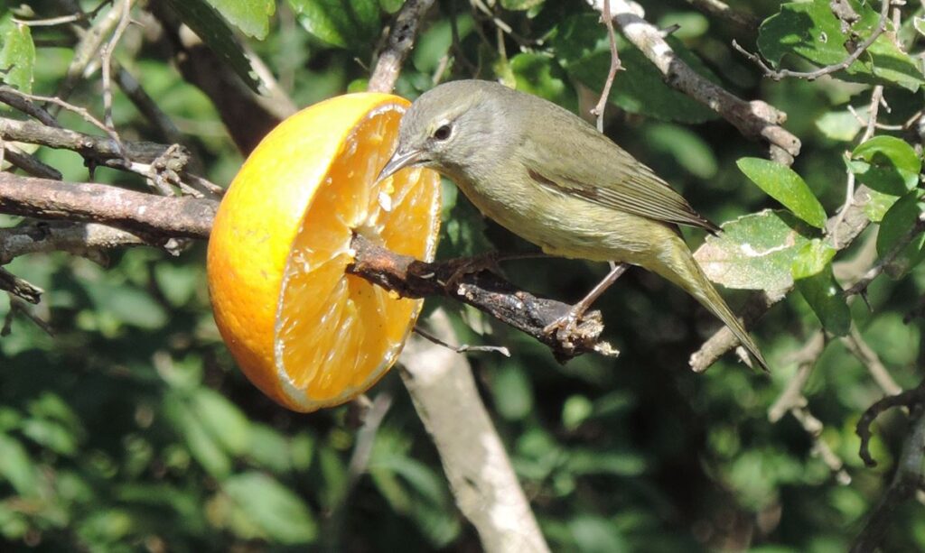 Orange-crowned Warbler, Nola Deffenbaugh