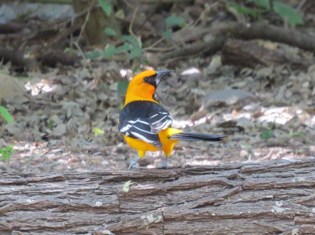 Altamira Oriole, Alicia Cavazos