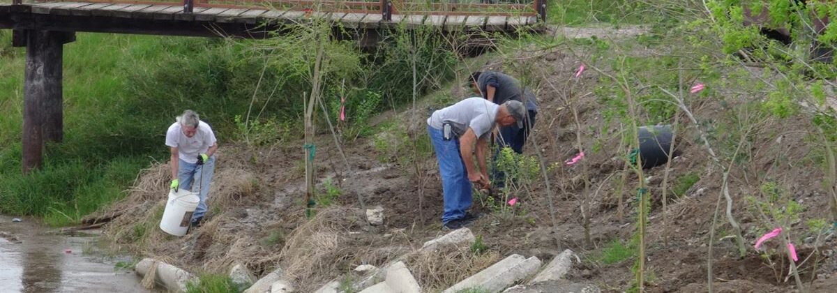 Planting trees around the San Benito Phase III wetland ponds.