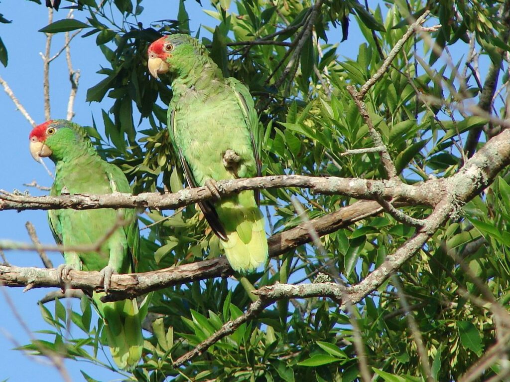 Red Crowned Parrots, Arroyo Colorado Audubon Society