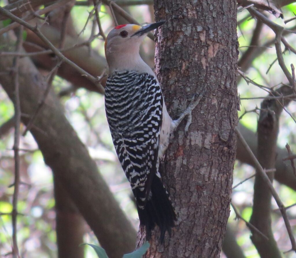 Golden-fronted Woodpecker, Alicia Cavazos
