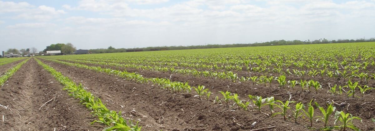 Sorghum in the Rio Grande Valley