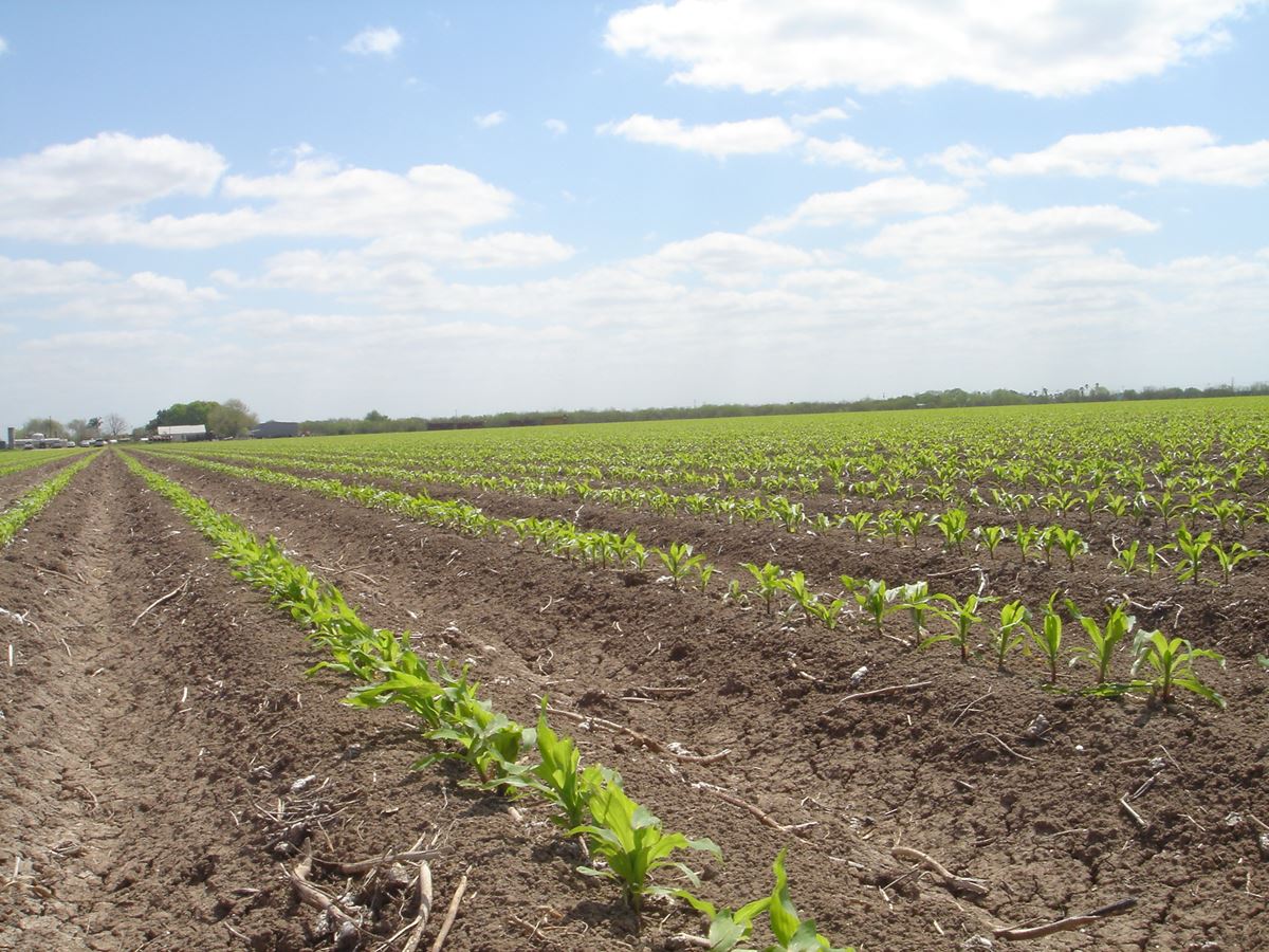 Sorghum in the Rio Grande Valley