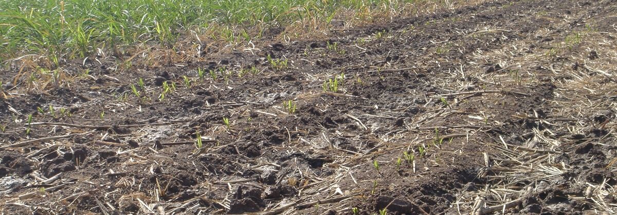 Sugarcane sprouting after burn