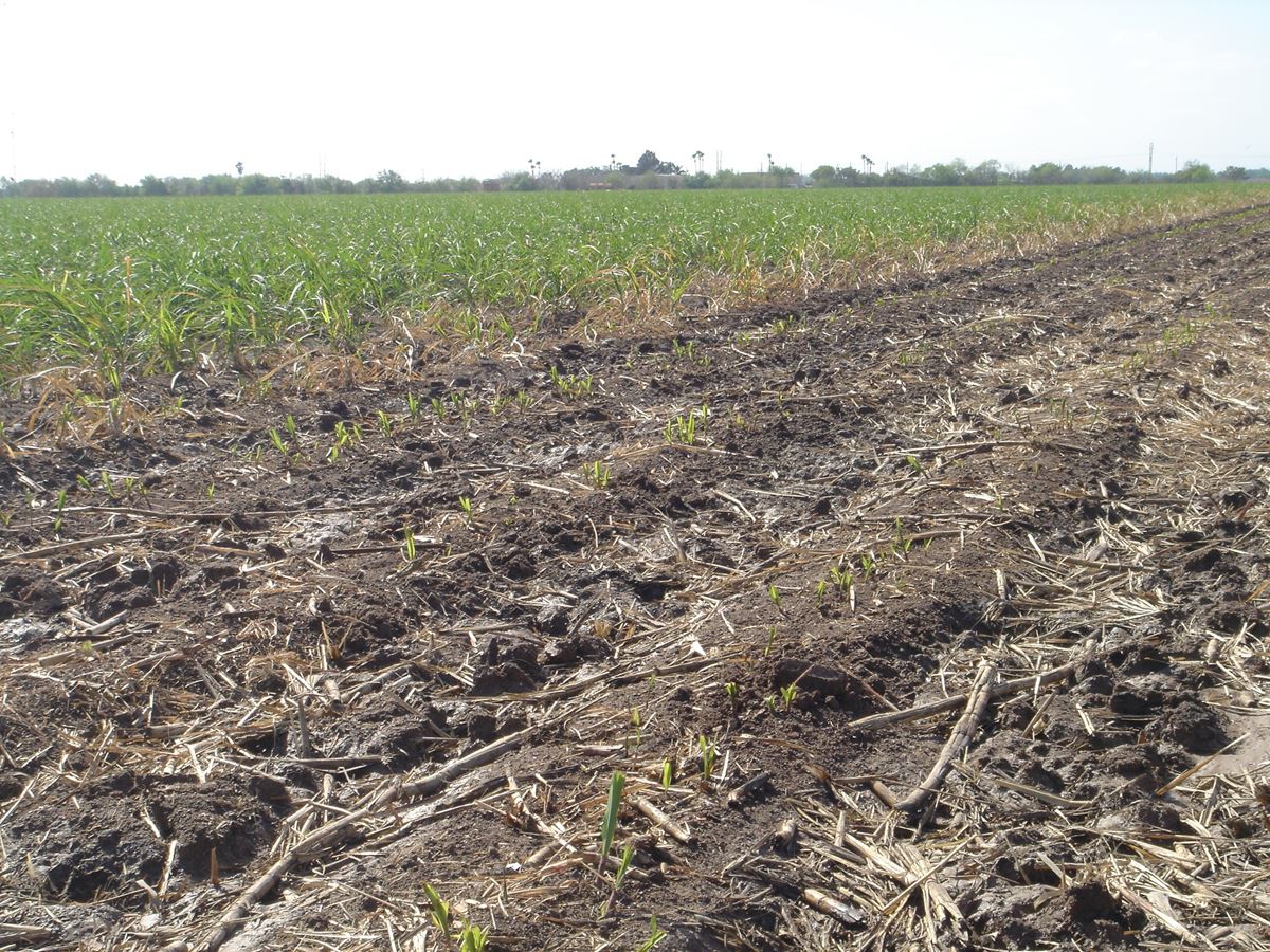 Sugarcane sprouting after burn