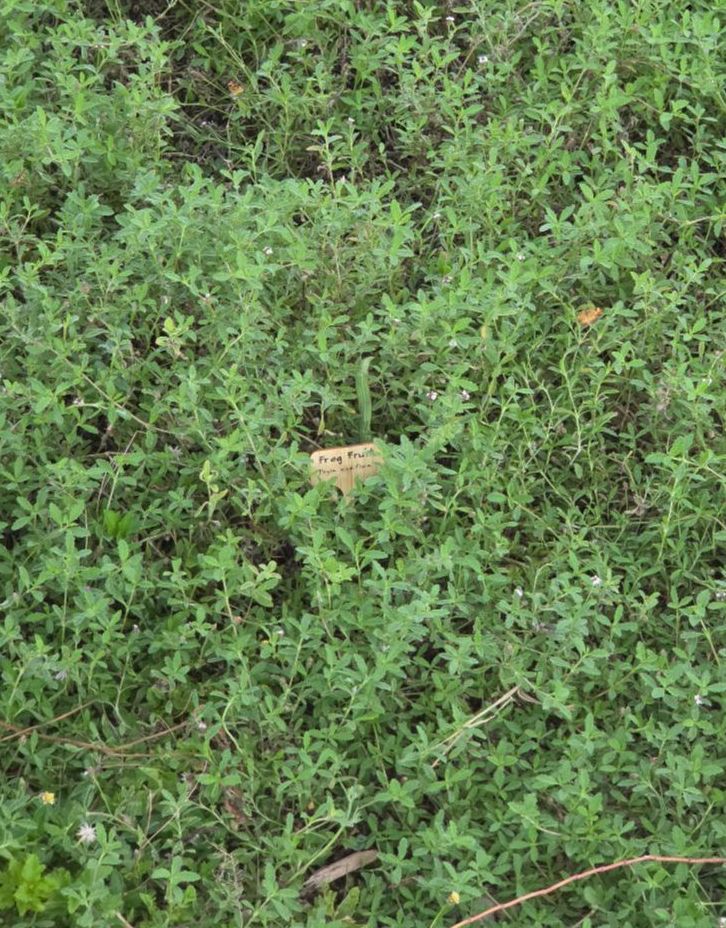 Frogfruit, a useful flood and drought-tolerant species,
serves as a dense soil cover and food source for
crescent butterfly species by Samantha Colunga, TWRI.