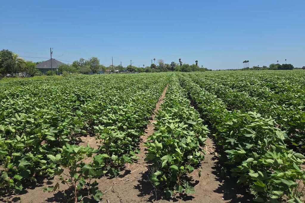 Crop field in Weslaco, Texas by Samantha Colunga, TWRI