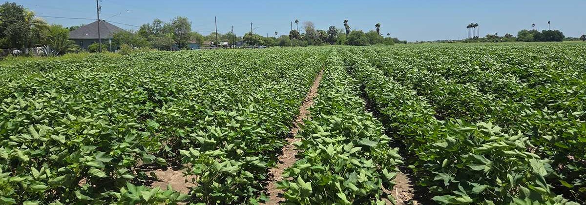 Crop field in Weslaco, Texas by Samantha Colunga, TWRI